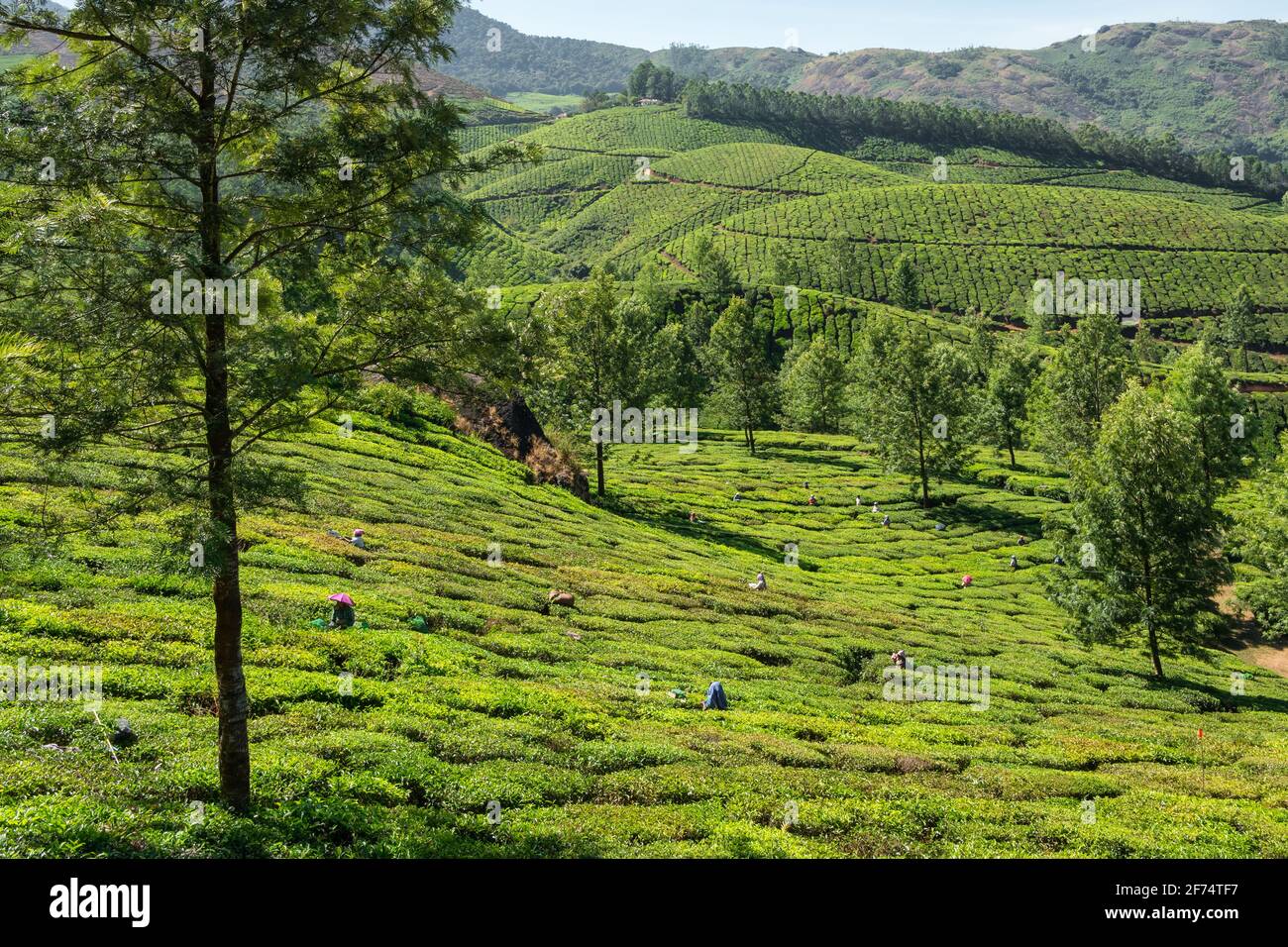 Unidentified indian woman picking up fresh tea leaves at Munnar tea plantation in Kerala, India Stock Photo