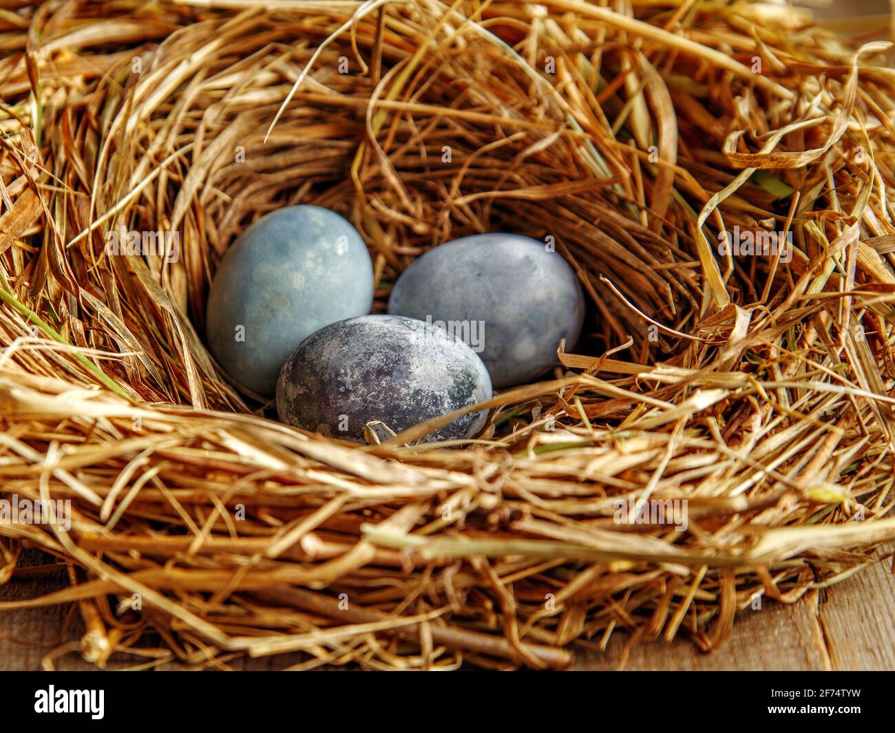 Painted chicken eggs in nest of dry grass Stock Photo Alamy