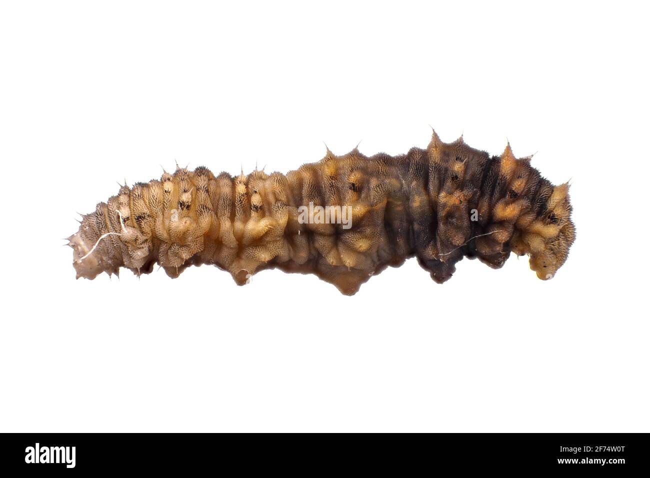 Small potato pest larva (cutworm), about 7mm in length Stock Photo