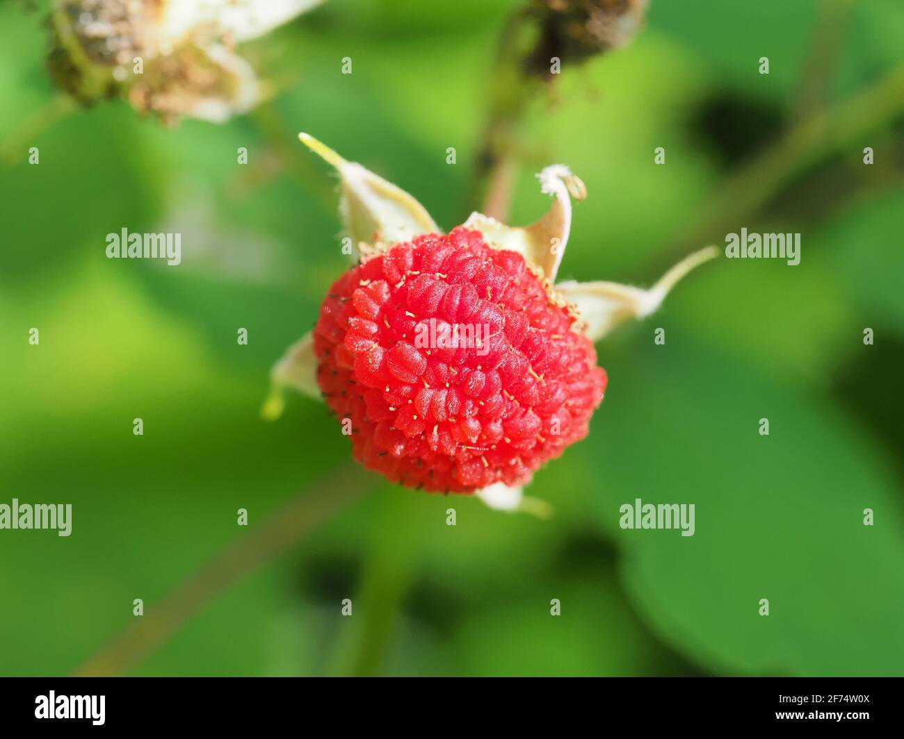 Rubus odoratus (purple-flowered raspberry) berry Stock Photo