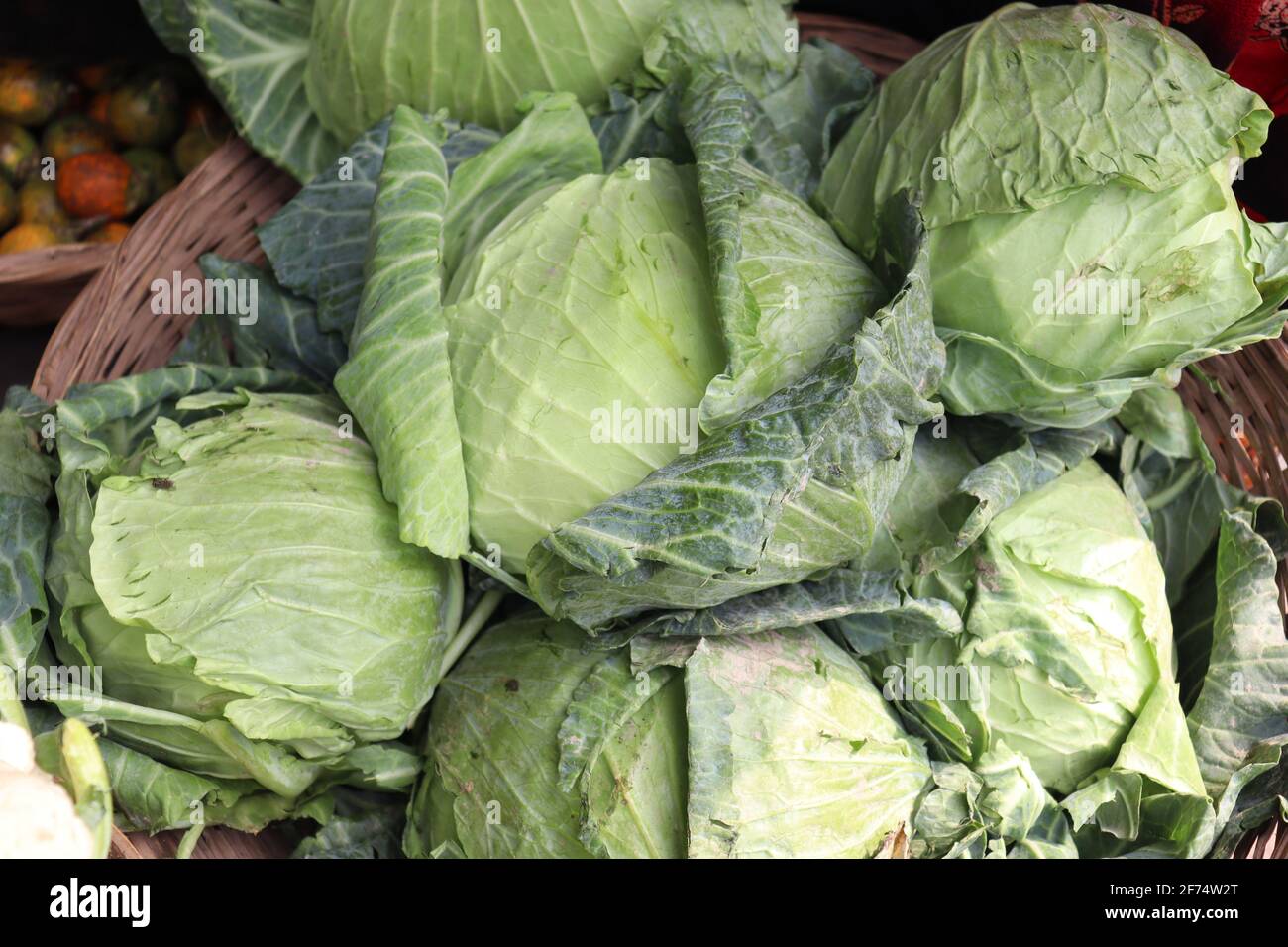 green and fresh raw cabbage on firm for sell Stock Photo Alamy