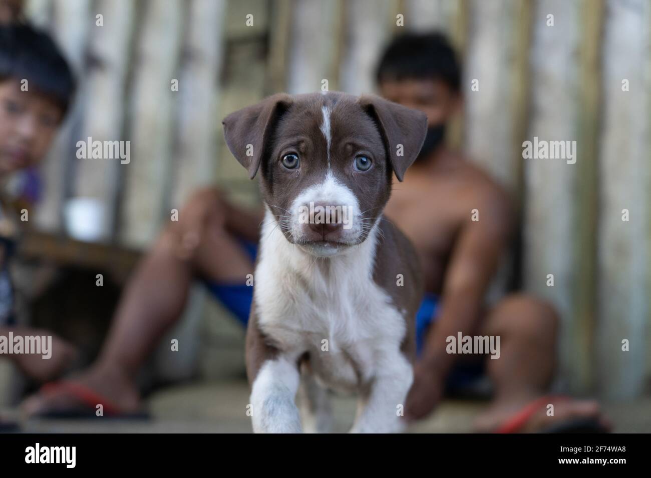 A young inquisitive puppy on a sidewalk within a poor area of Cebu City, Philippines Stock Photo