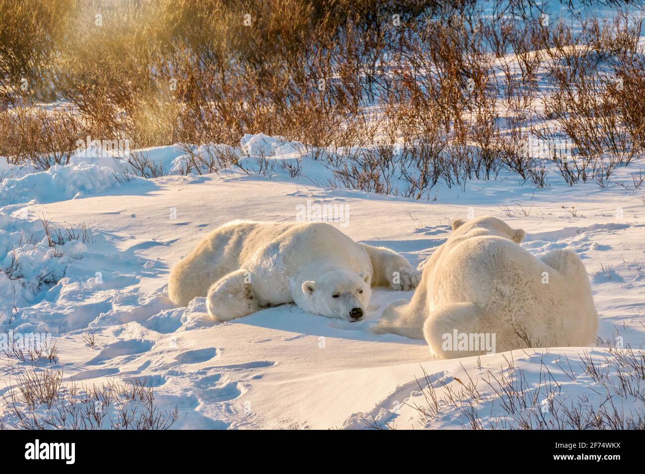 Two adult wild polar bears (Ursus maritimus) lying flat on the snow together in the morning sun, in the willows of Churchill, Manitoba, Canada. Stock Photo