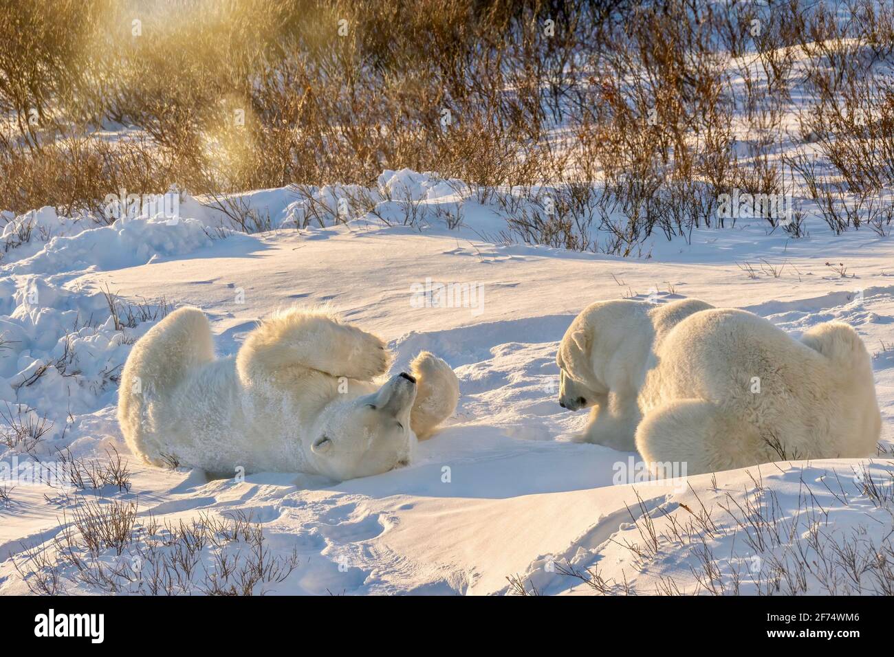 Two wild polar bears (Ursus maritimus) playing in the snow in golden morning light, in the willows of Churchill, Manitoba, Canada. Stock Photo