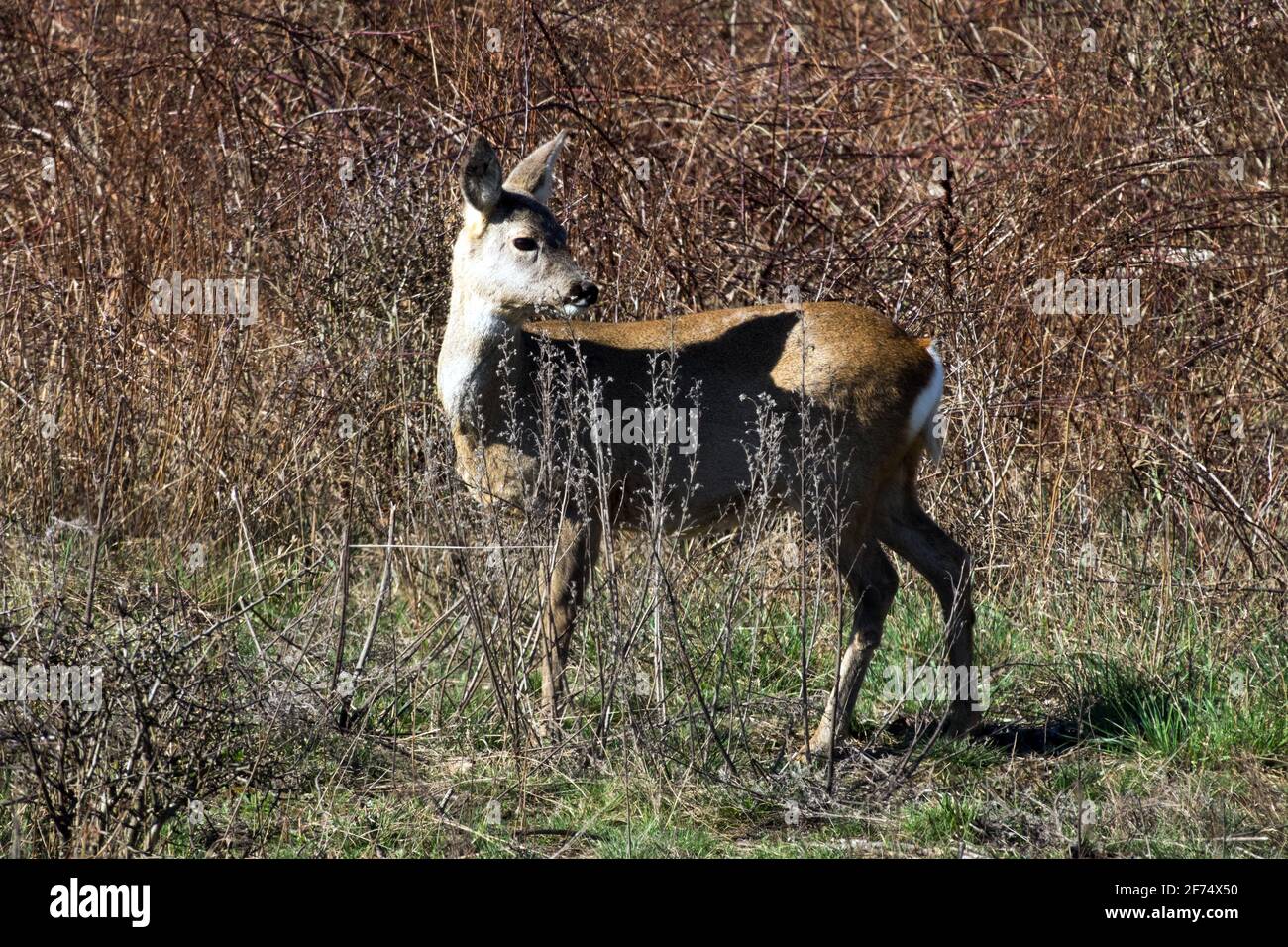 Female Roe deer Carpeolus carpeolus on alert Stock Photo