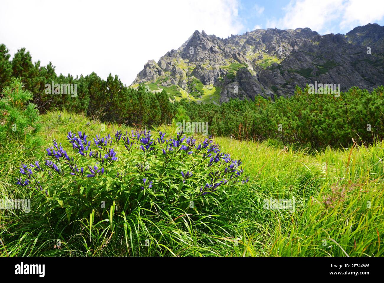 Flowers willow gentian (Gentiana asclepiadea) in Mengusovska Valley, Vysoke Tatry (High Tatras), Slovakia. Summer mountain landscape in sunny day. Stock Photo