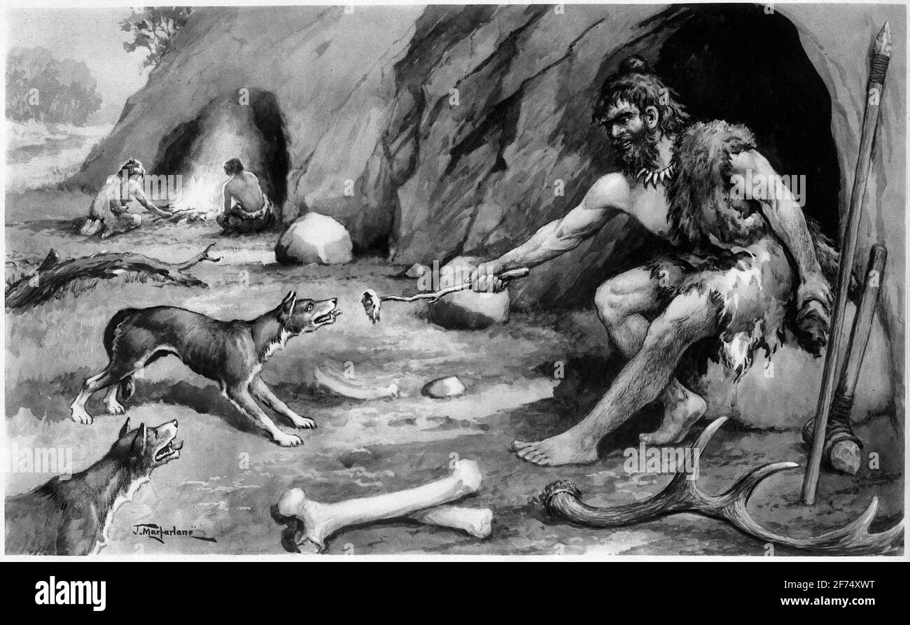illustration of a cave dweller feeding meat to his dogs, probably to show the domestication of dogs, from a set of school posters used for social studies, c 1930. Evolutionists promote the idea of cavemen while Creationists say people lived in caves for a time after the Flood of Noah. Stock Photo