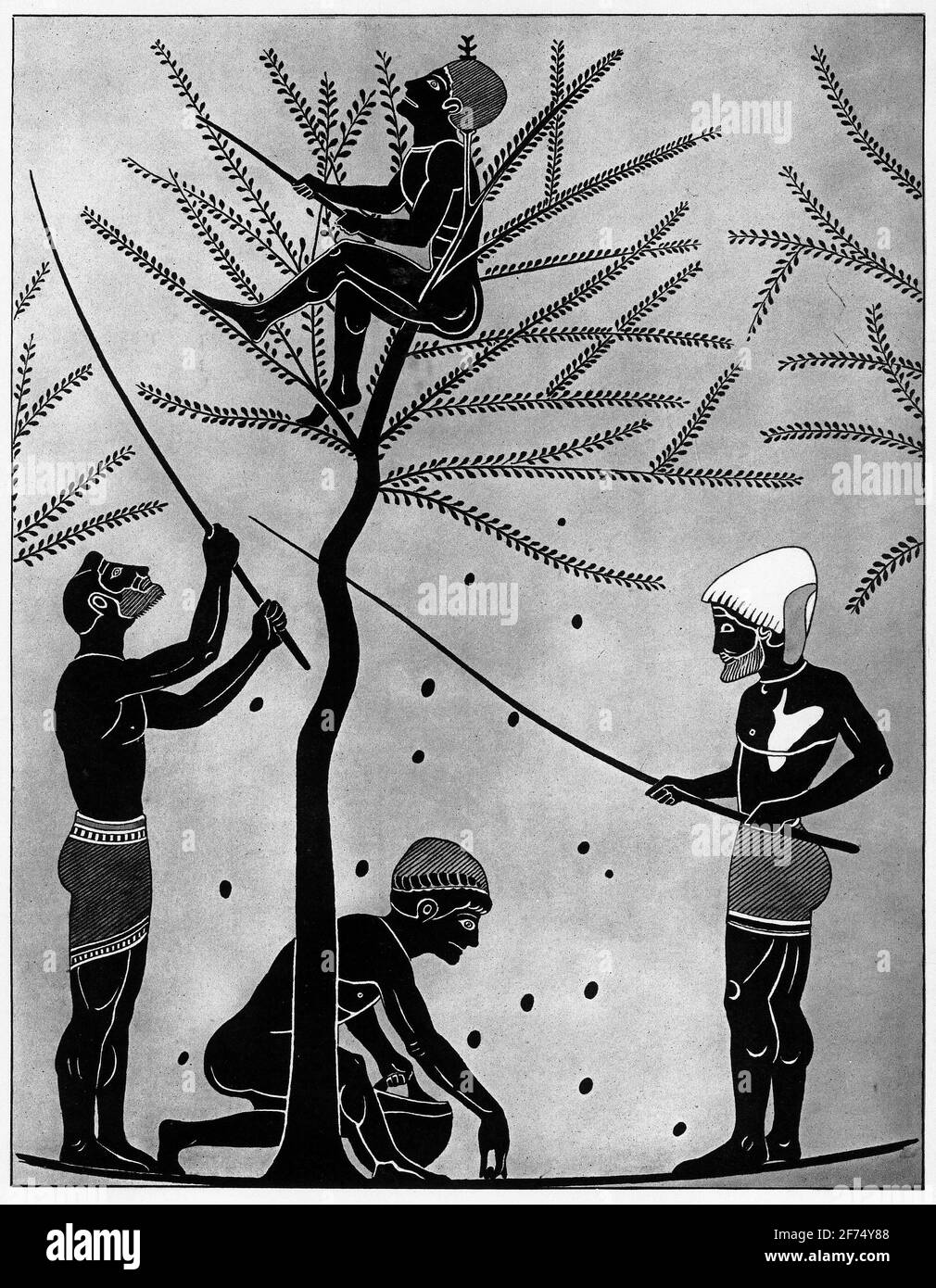 Illustration of a workers gathering olives in Ancient Greece. From a set of school posters for history and social studies c 1930 Stock Photo