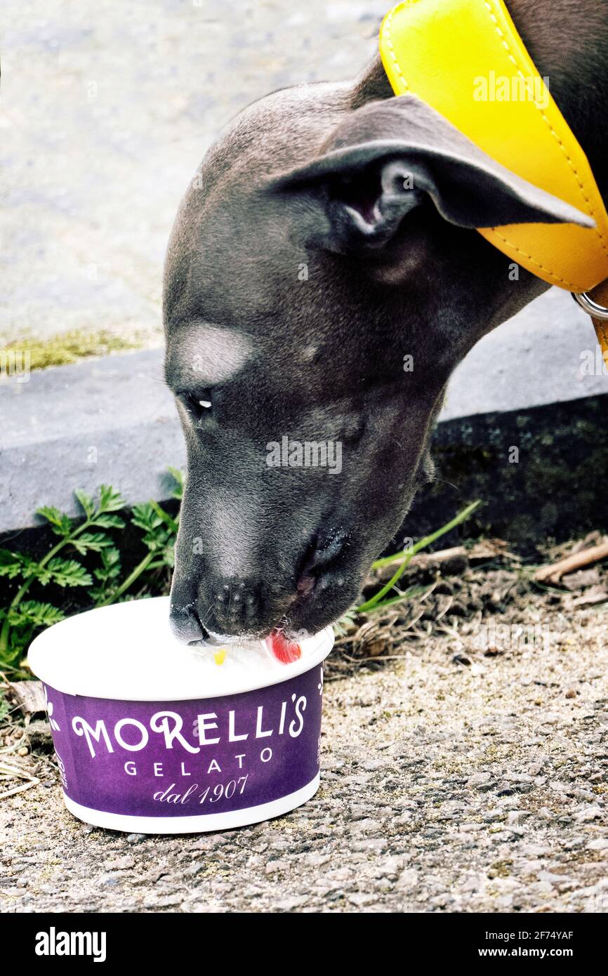 Italian Greyhound eating dog iceream on a trip to the seaside in Broadstairs Kent Stock Photo