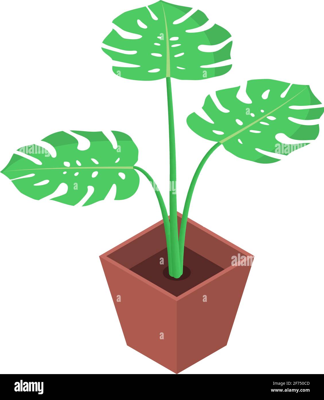 Isolated monstera flower in a pot on a white background. Flat vector ...