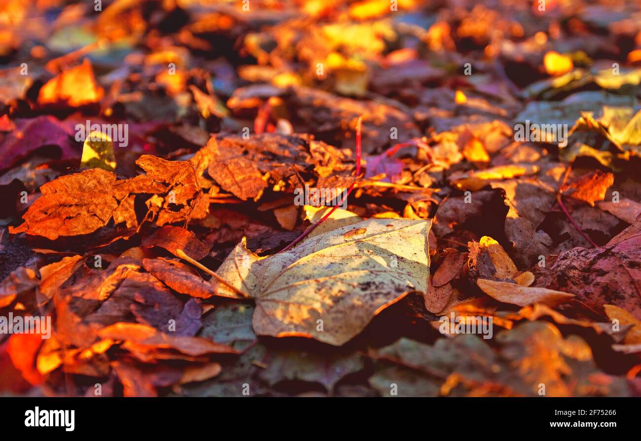 Autumn leaves on the ground illuminated by the setting sun in Toronto, Ontario, Canada. Stock Photo