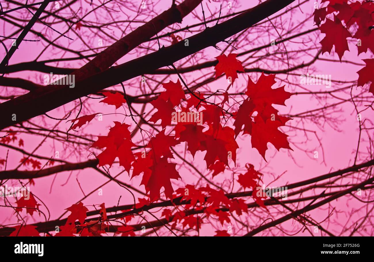 Red leaves against a sunset pink sky during autumn in Toronto, Ontario, Canada. Stock Photo