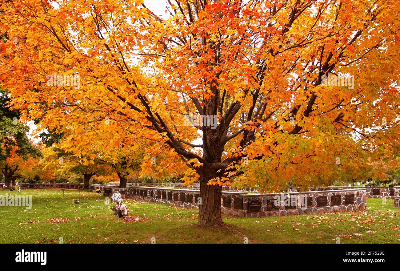 A tree covered in orange leaves during autumn in Toronto, Ontario, Canada. Stock Photo