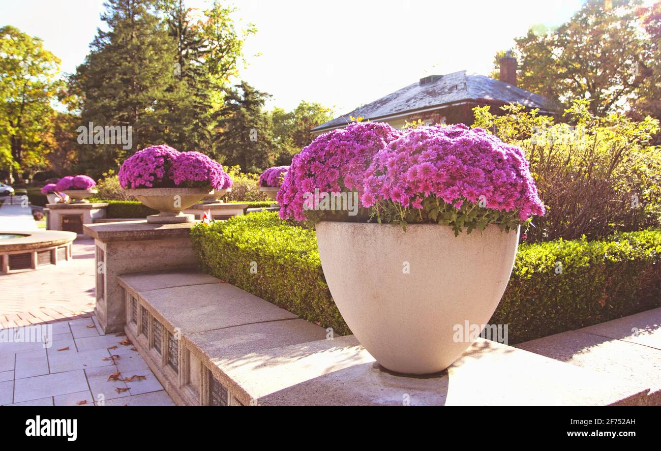 Flowers and flower pots in daylight during a sunny day in Toronto, Ontario, Canada. Stock Photo