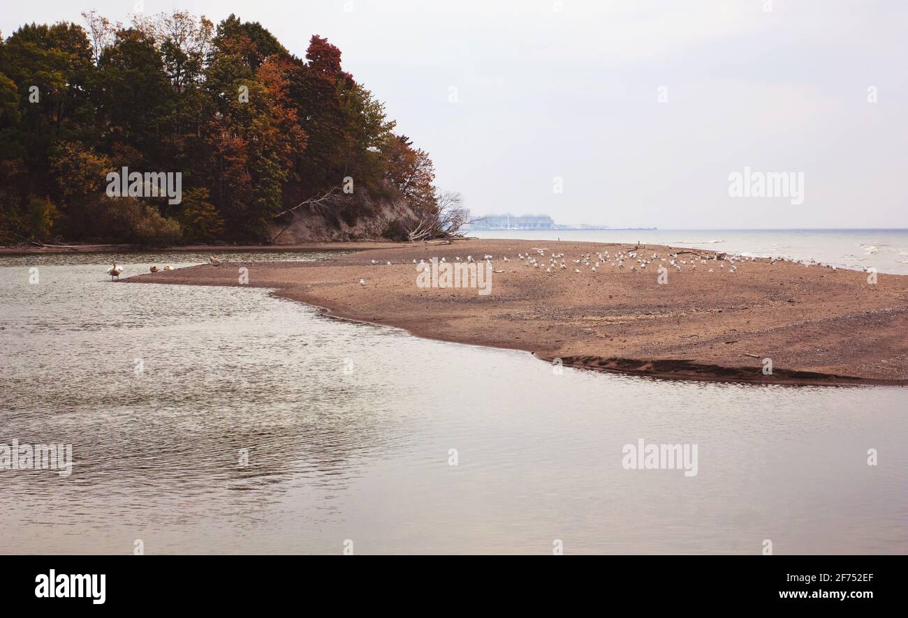 A calm scene on a beach with autumn foliage and seagulls in the distance. Taken in Toronto, Ontario, Canada on a cloudy day. Stock Photo