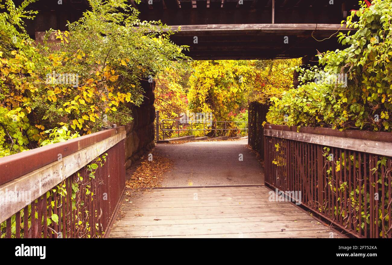 Green leaves surround a bridge and a pathway during autumn in Toronto, Ontario, Canada. Stock Photo