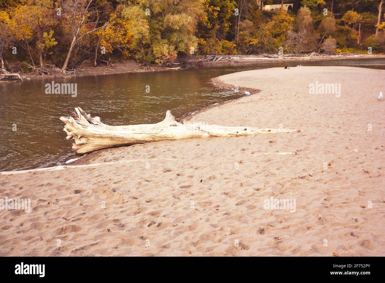 A fallen log lays on a beach during a sunny autumn day in Toronto. Stock Photo