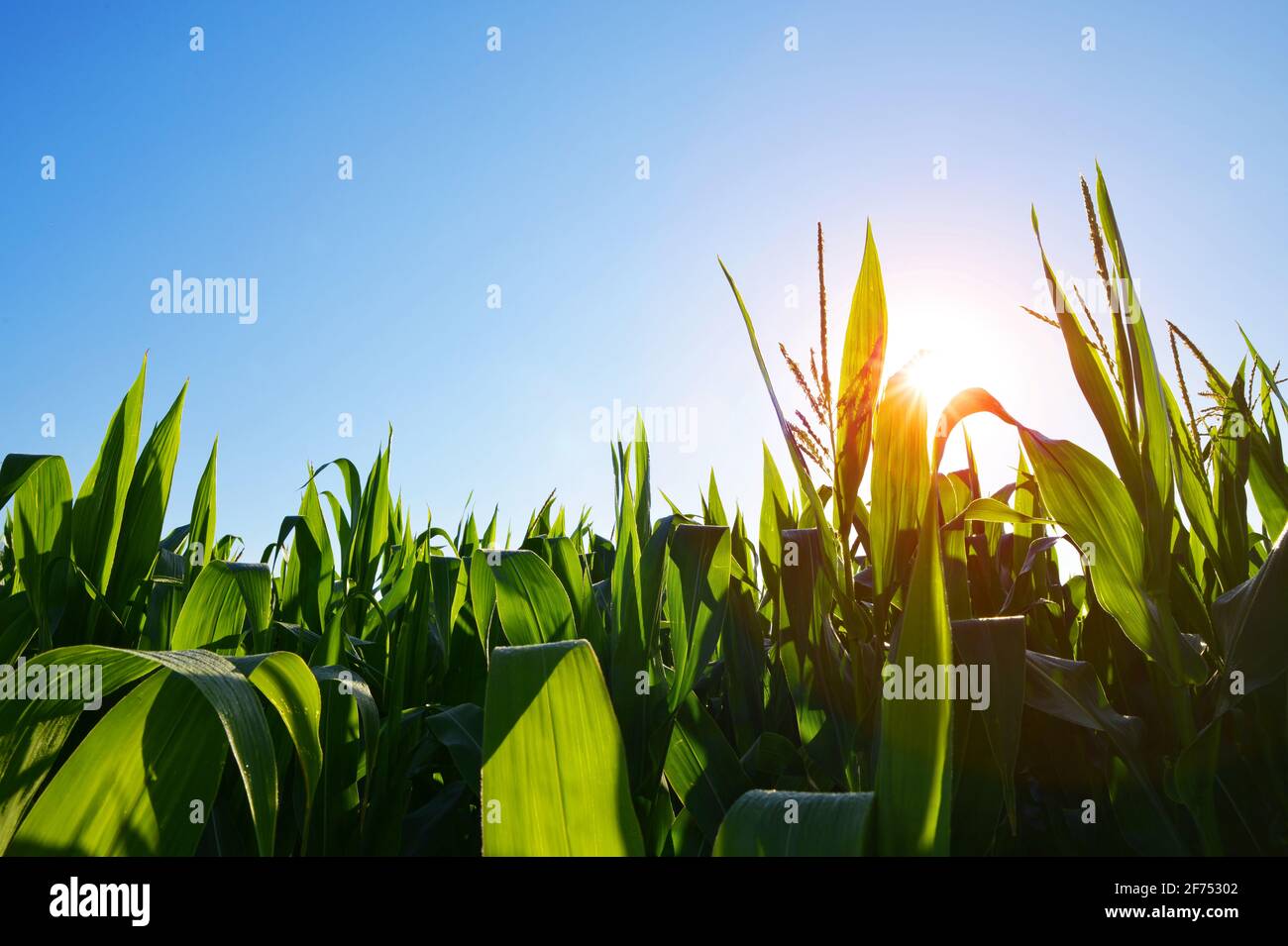 Sky over corn field hi-res stock photography and images - Alamy