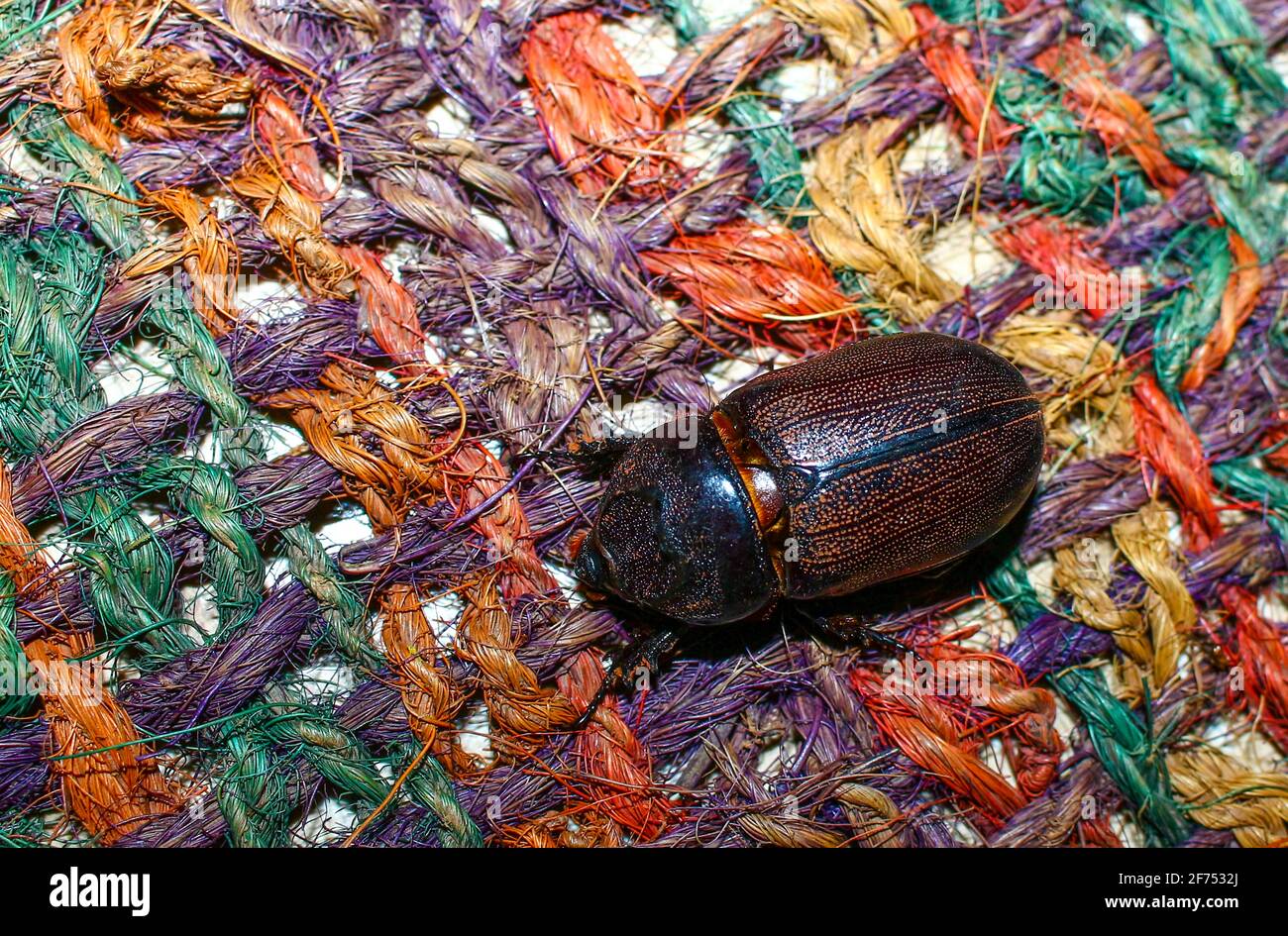 Cockroach color icon insect hi-res stock photography and images - Alamy