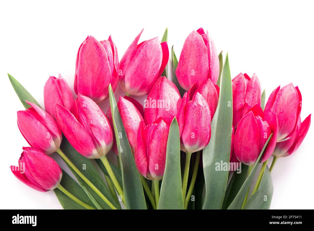 Pink tulips bouquet isolated on white background Stock Photo - Alamy