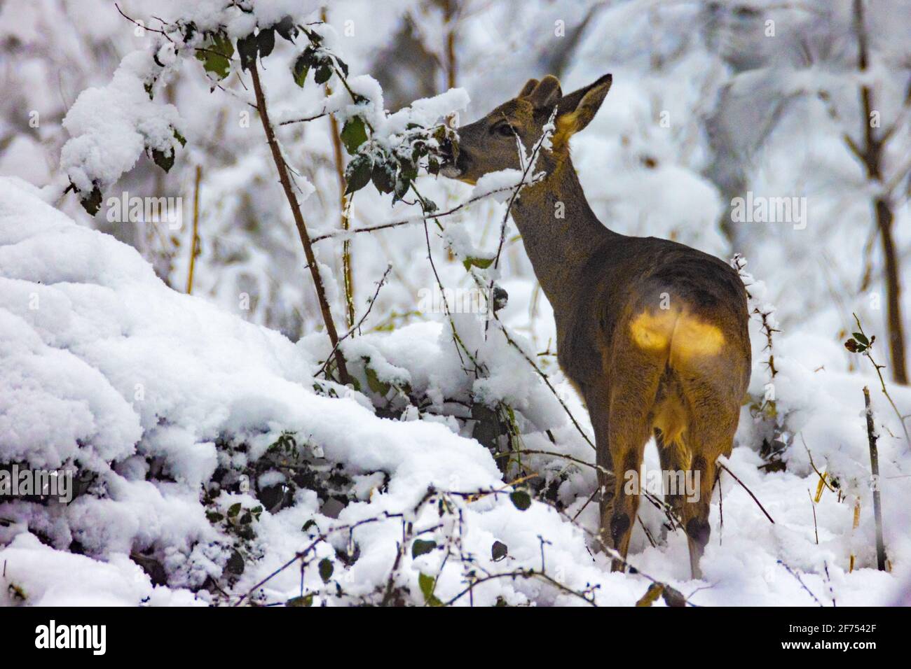 The roe deer on the forest edge in a snow Stock Photo - Alamy