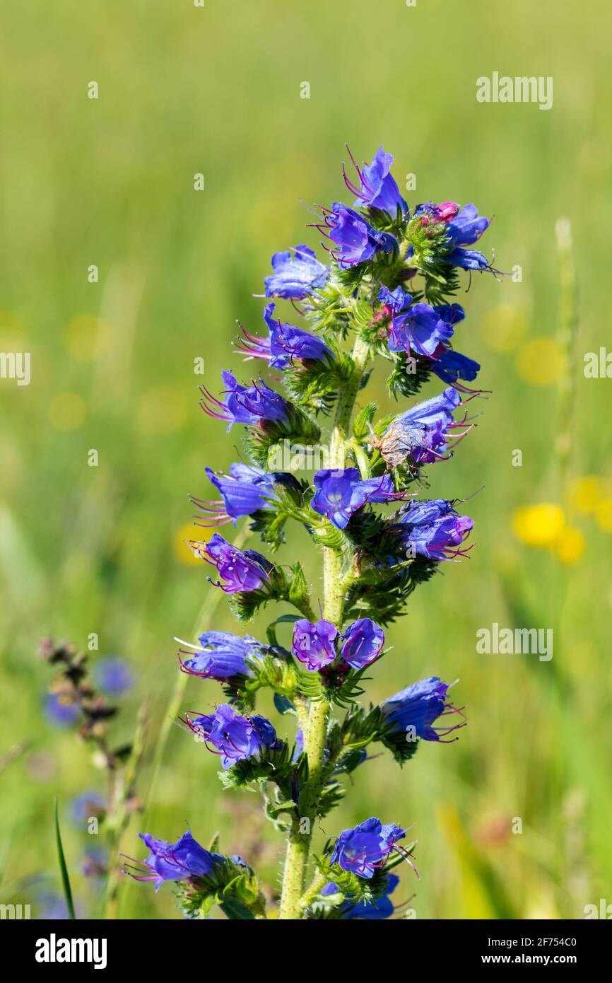 Flowers of Echium vulgare — known as viper's bugloss and blueweed on the grassland Stock Photo