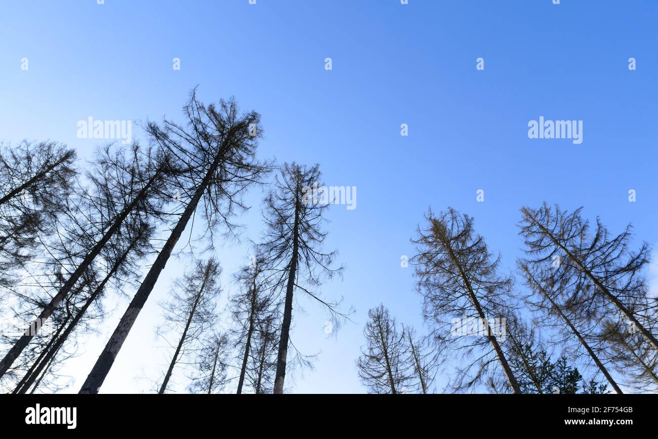Branches and twigs of coniferous trees against blue sky, looking up treetops, in Westerwald, Germany, Rhineland-Palatinate, Western Europe Stock Photo