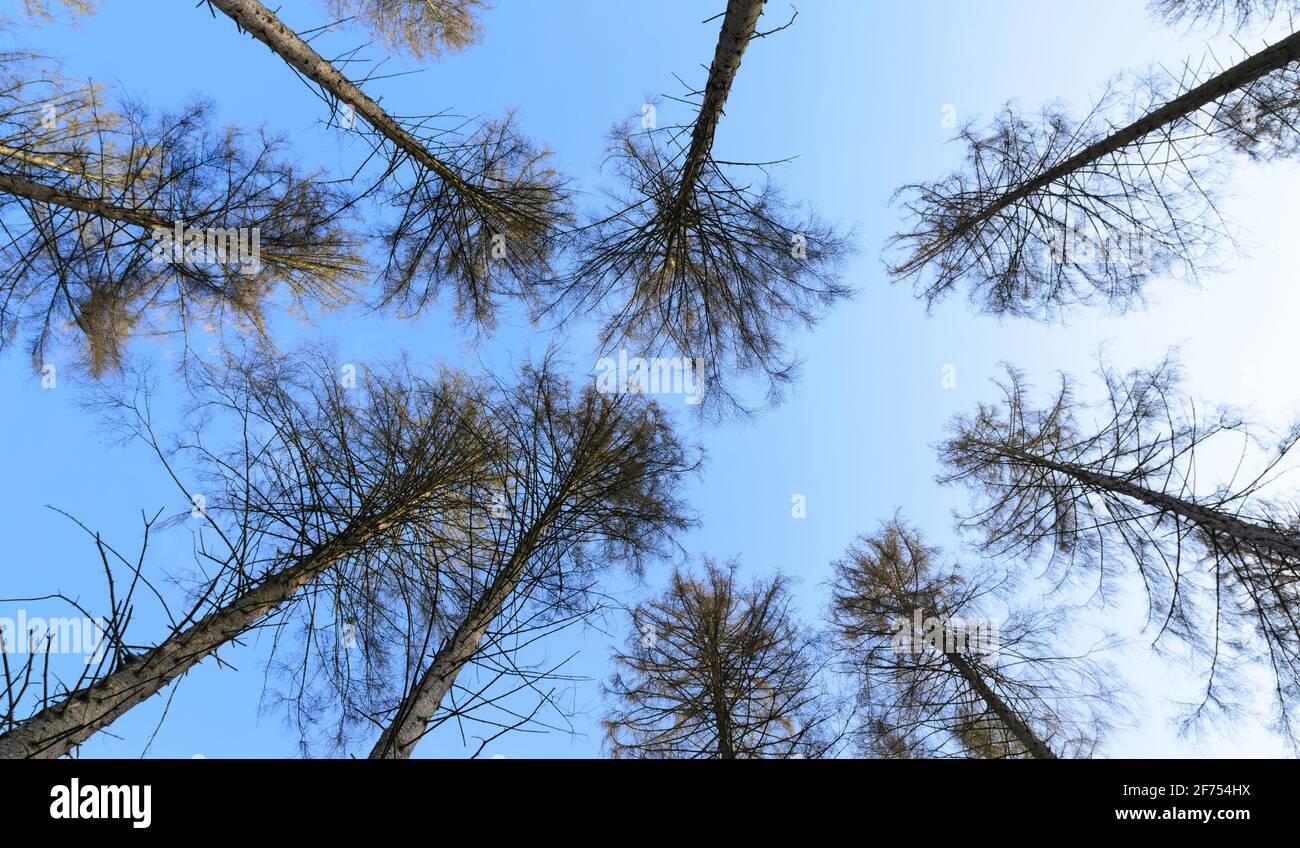 Branches and twigs of coniferous trees against blue sky, looking up treetops, in Westerwald, Germany, Rhineland-Palatinate, Western Europe Stock Photo