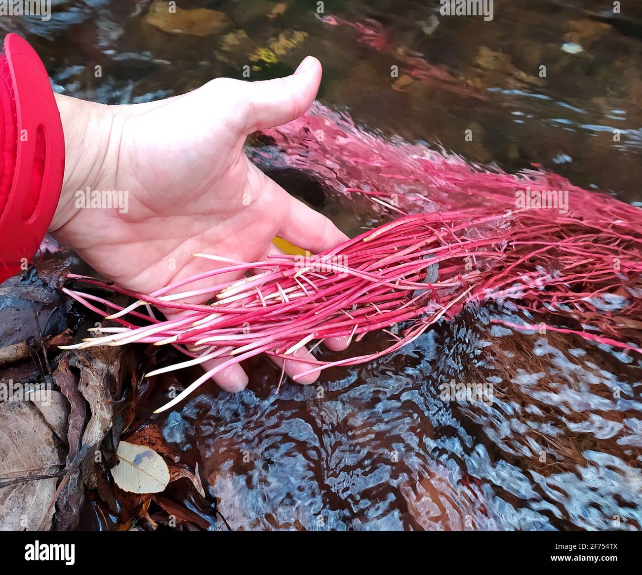Showing the red algae Eleocharis sp. red growing in the river guadalaviar, teruel Stock Photo