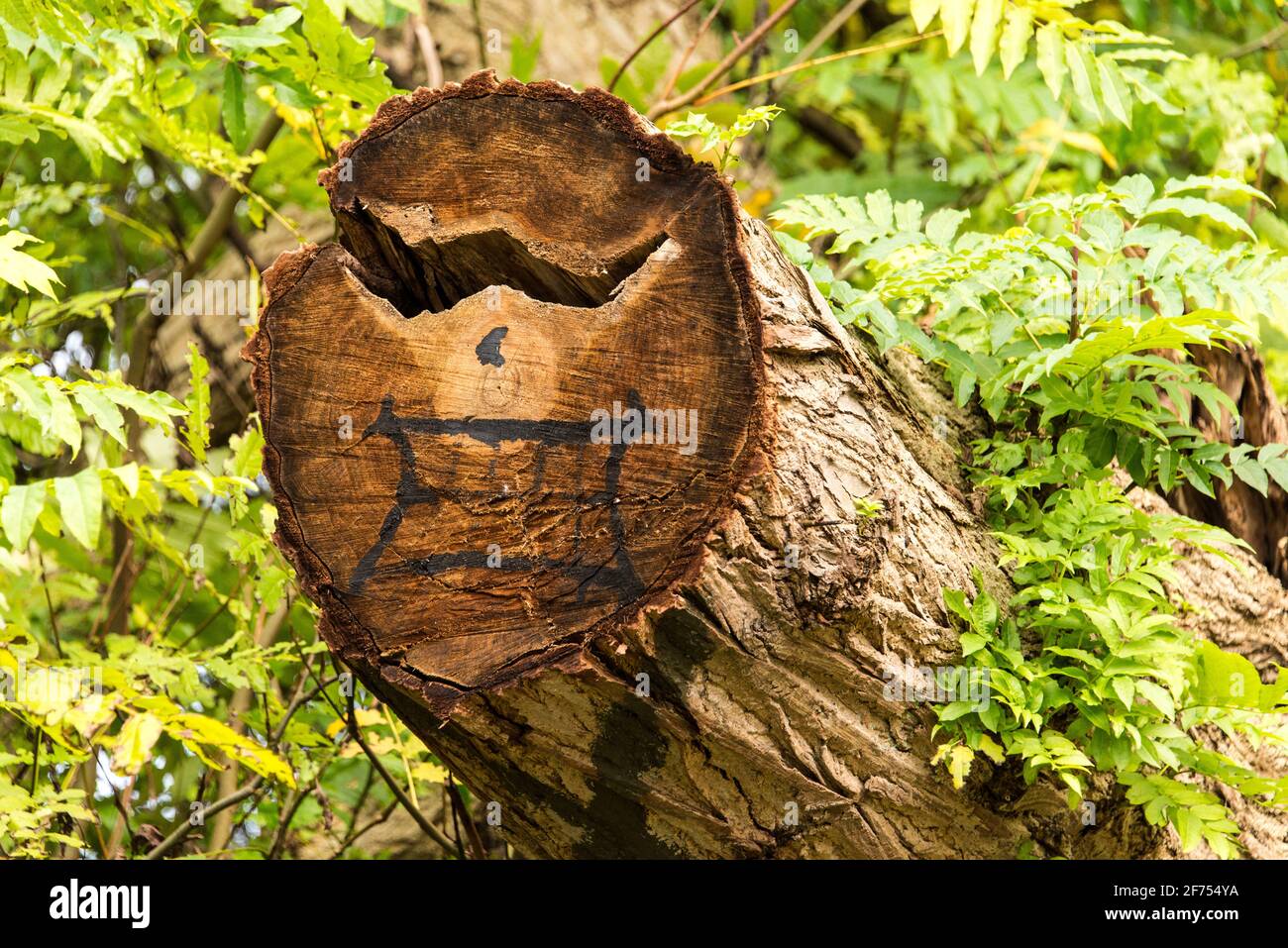 Ein Witzbold hat einen abgeschnittenen Eschen-Stamm zum Baumgesicht verwandelt - cut face literally: somebody hat painted a tree face on an ash trunk Stock Photo