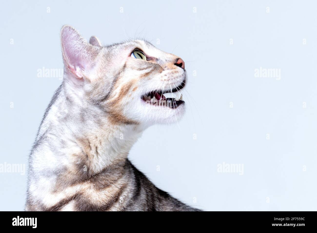 Silver Bengal Cat in studio Stock Photo
