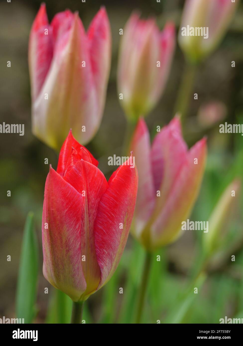 tulips in a german garden Stock Photo Alamy