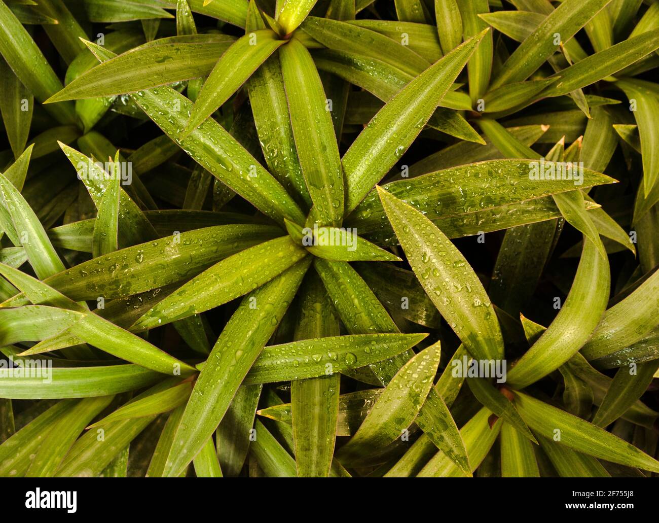 Freshly watered green fresh Pandan leaf, Long leaf plant. Background