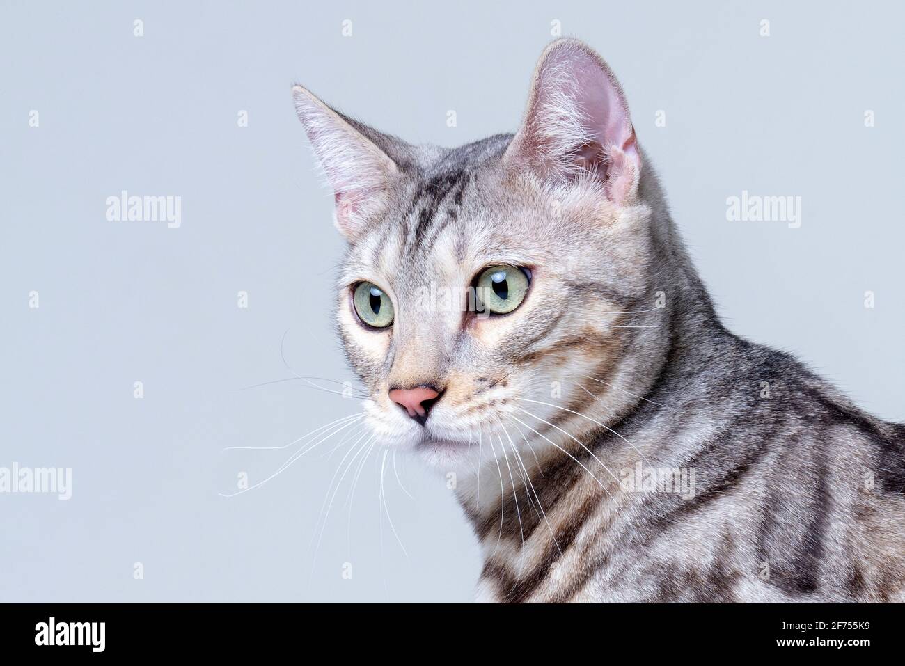 Silver Bengal Cat in studio Stock Photo