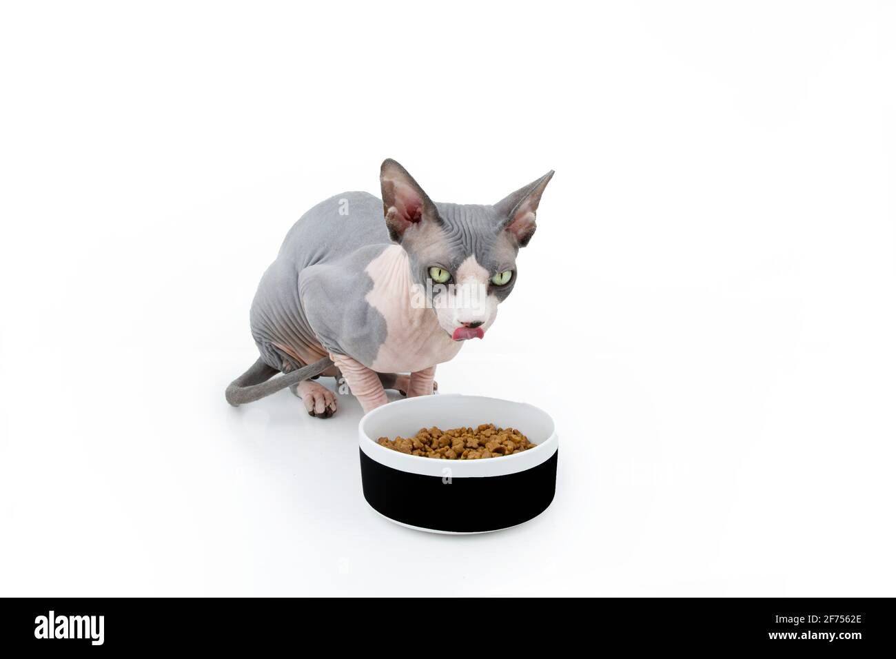 Sphynx cat eating food in a bowl licking its lips. Isolated on white