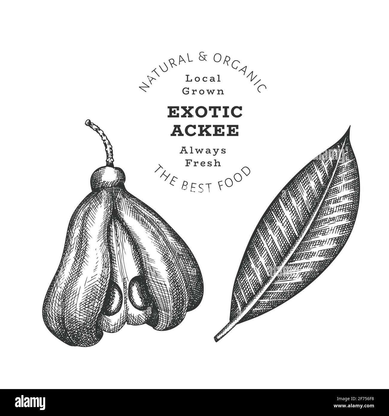 Hand drawn sketch style ackee. Organic fresh food vector illustration isolated on white background. Retro exotic fruit illustration. Engraved style bo Stock Photo