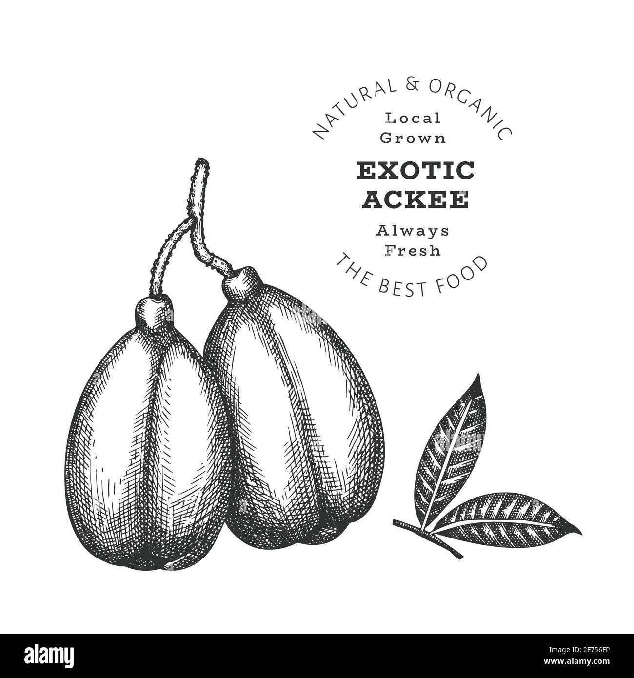 Hand drawn sketch style ackee. Organic fresh food vector illustration isolated on white background. Retro exotic fruit illustration. Engraved style bo Stock Photo