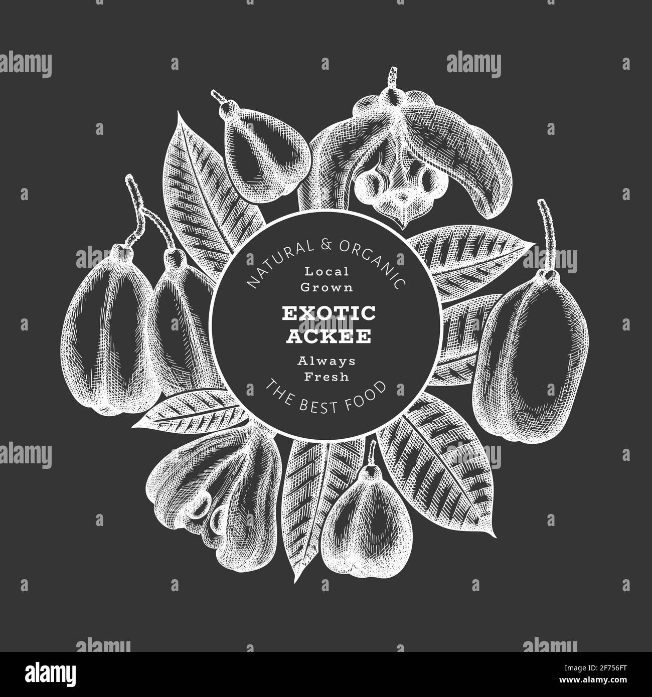 Hand drawn sketch style ackee banner. Organic fresh food vector illustration on chalk board. Retro exotic fruit design template. Engraved style botani Stock Photo