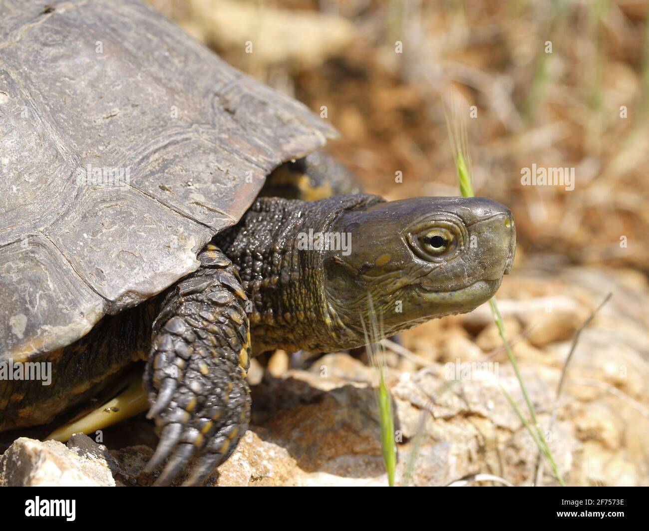 spanish terrapin, Mauremys leprosa in a swamp Stock Photo Alamy