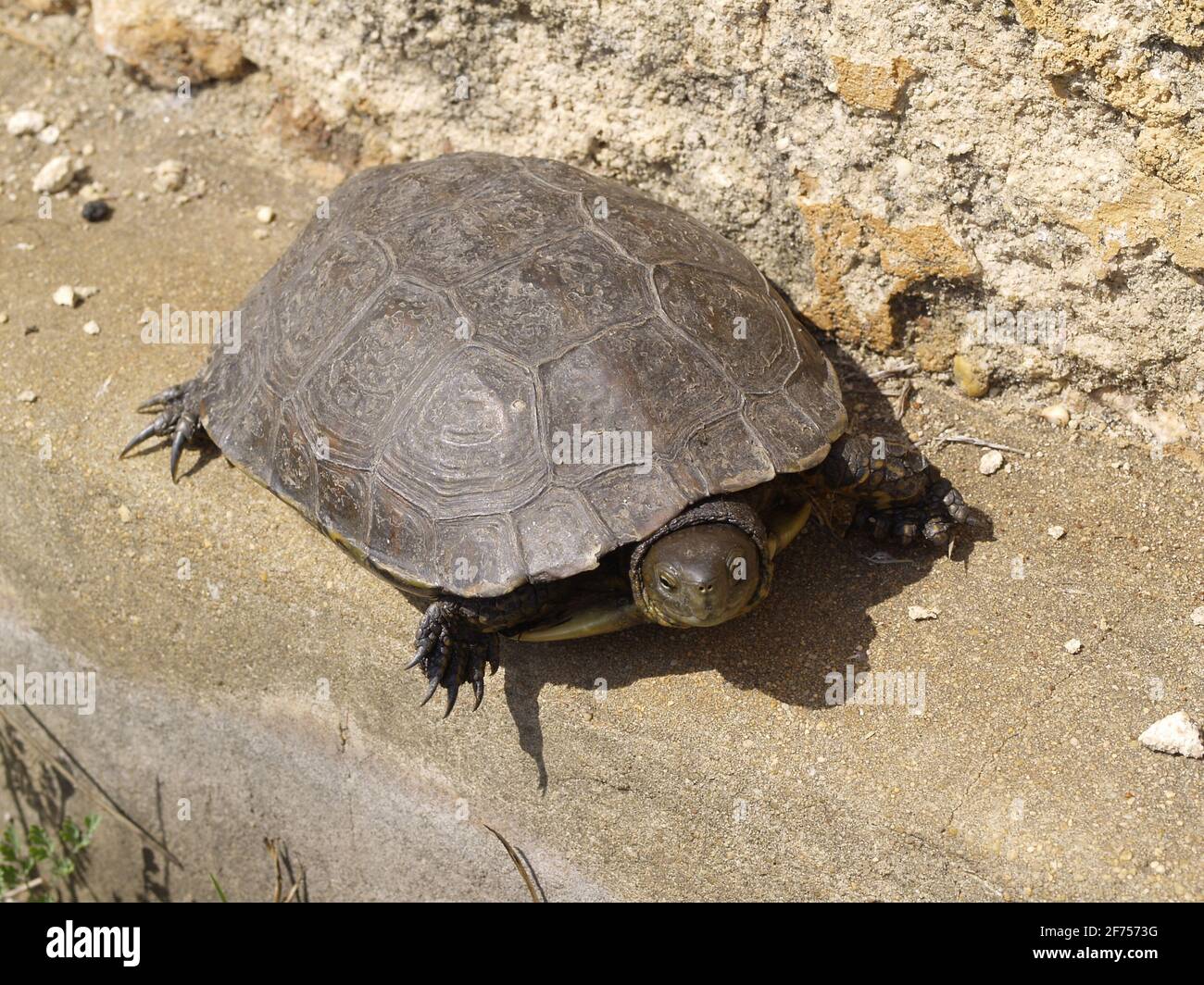 spanish terrapin, Mauremys leprosa in a swamp Stock Photo Alamy