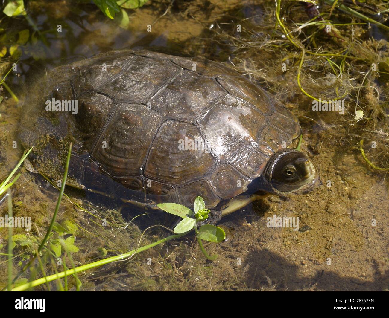 spanish terrapin, Mauremys leprosa in a swamp Stock Photo Alamy