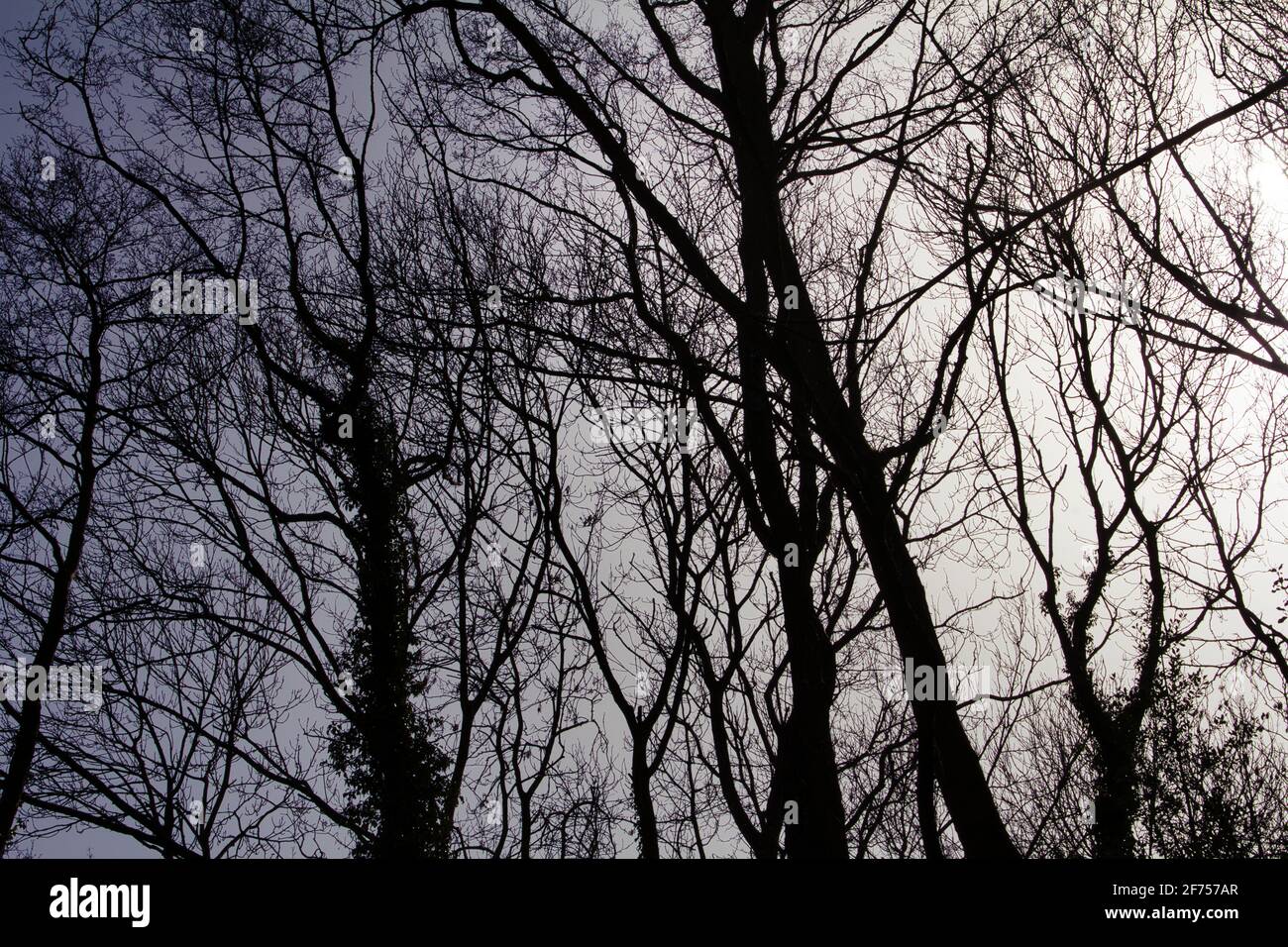 Silhouette trees sunlight hi-res stock photography and images - Alamy