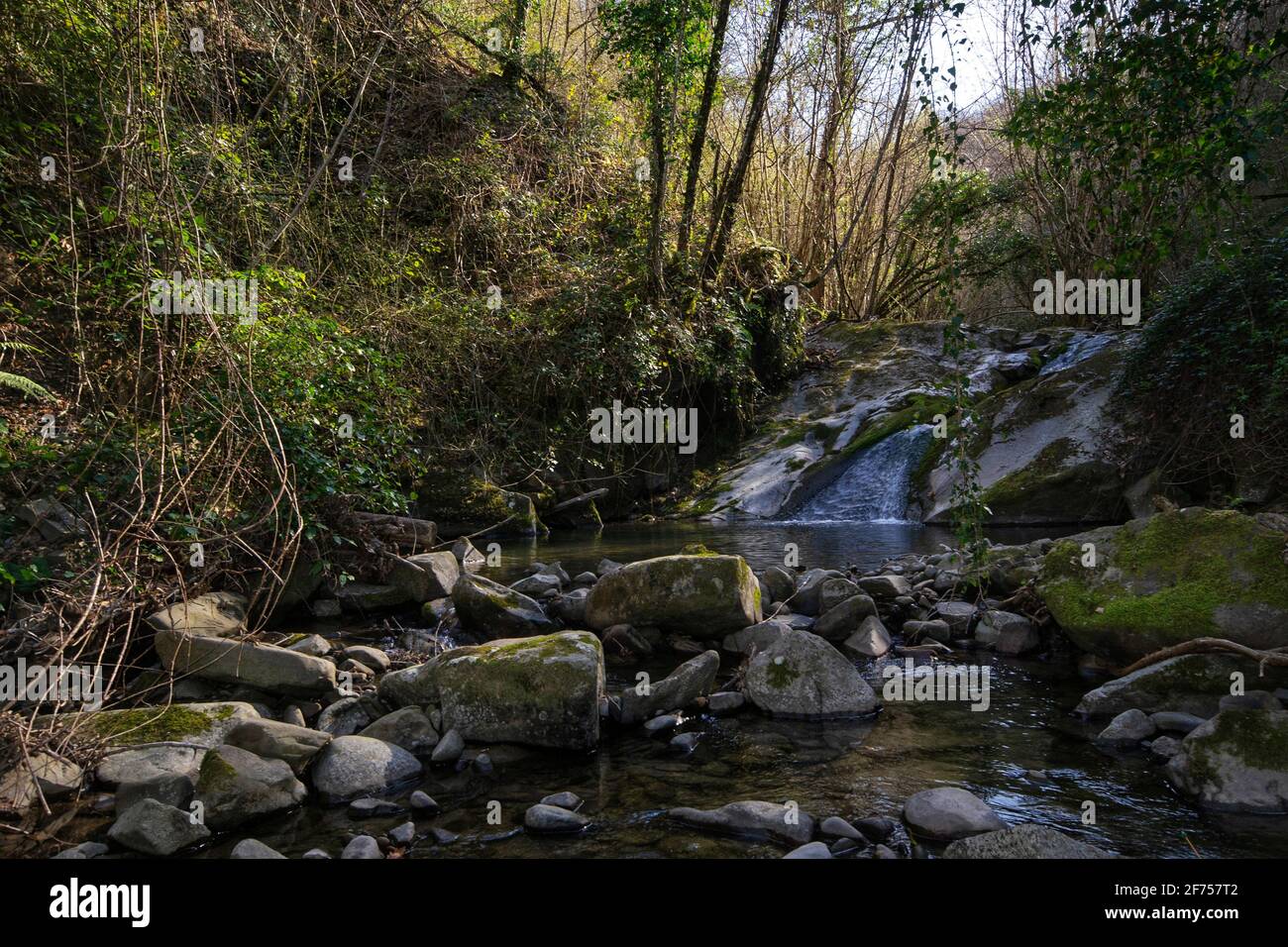Small and narrow stream flowing throught the dense forest on early ...