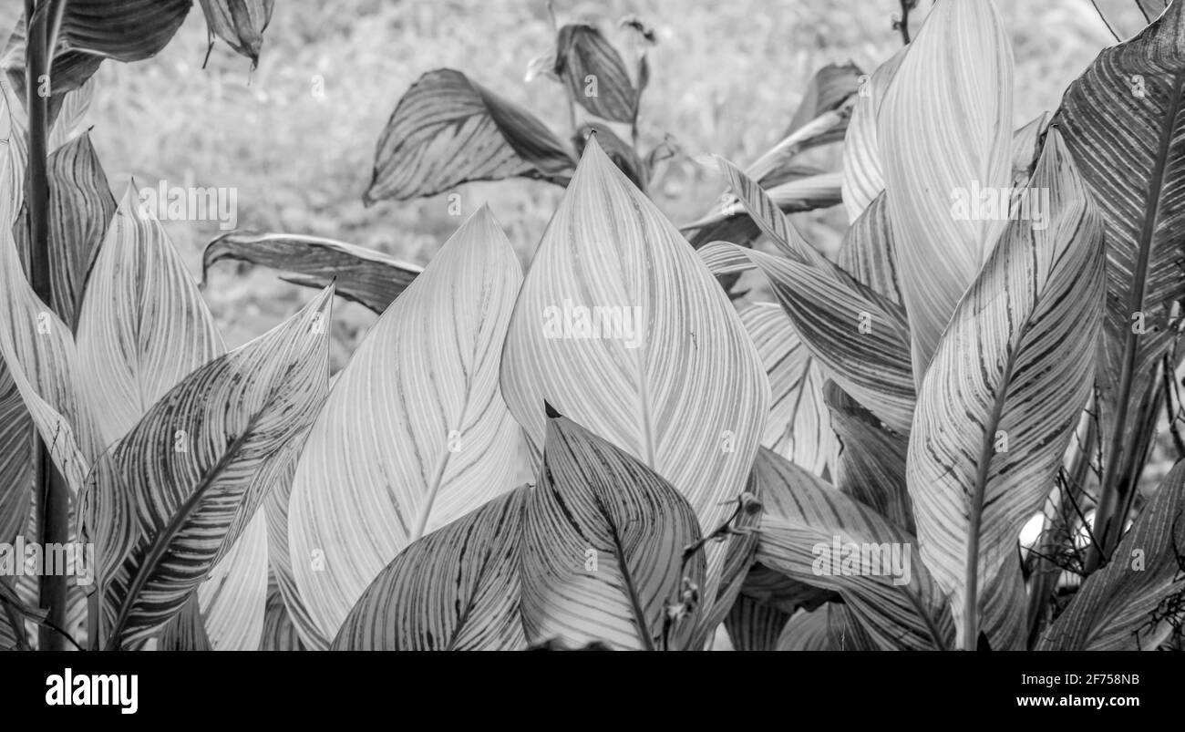 leaf texture background Stock Photo