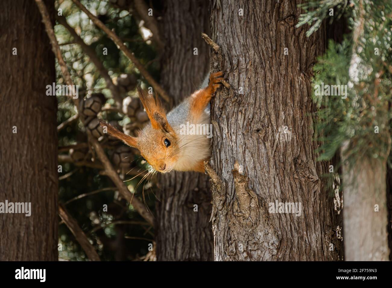 Funny squirrel closeup on a tree. The Eurasian red squirrel looks
