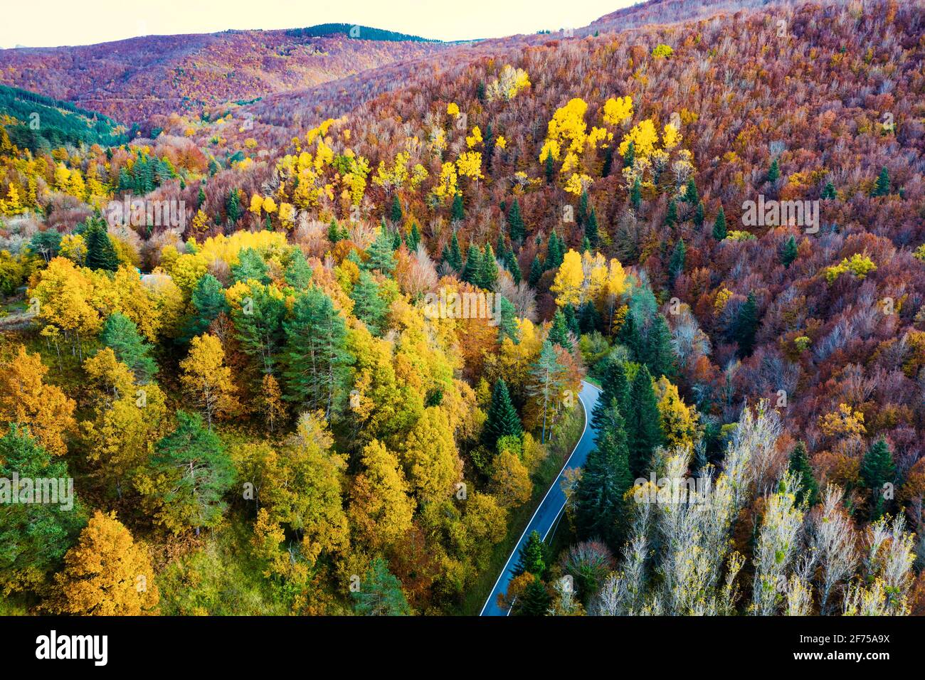 Aerial view autumn deciduous forest hi-res stock photography and images ...