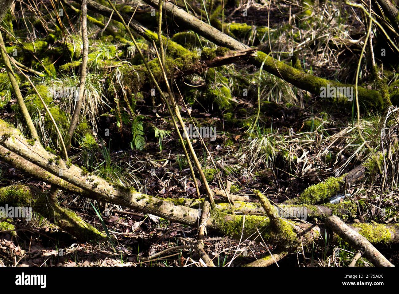 Wald bodendecker hires stock photography and images Alamy