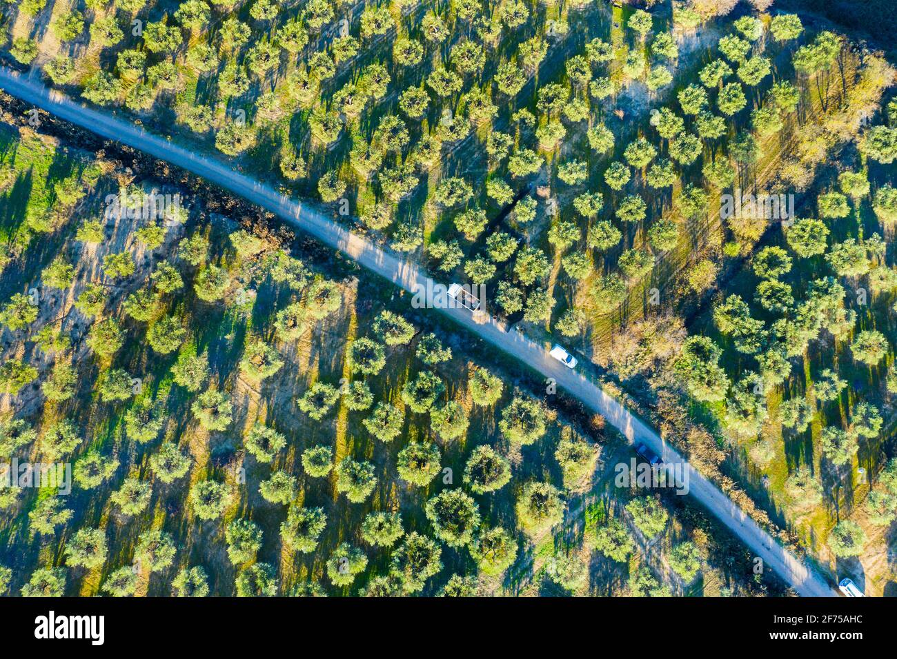 Aerial view of a farmland with olive trees. Stock Photo