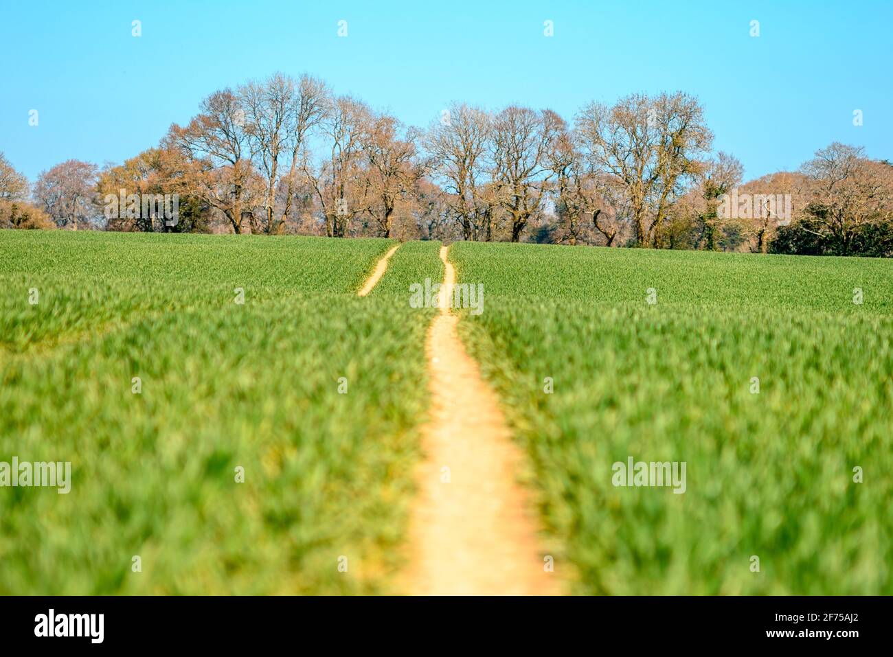 Narrow footpath through crop field across farmland, UK Stock Photo