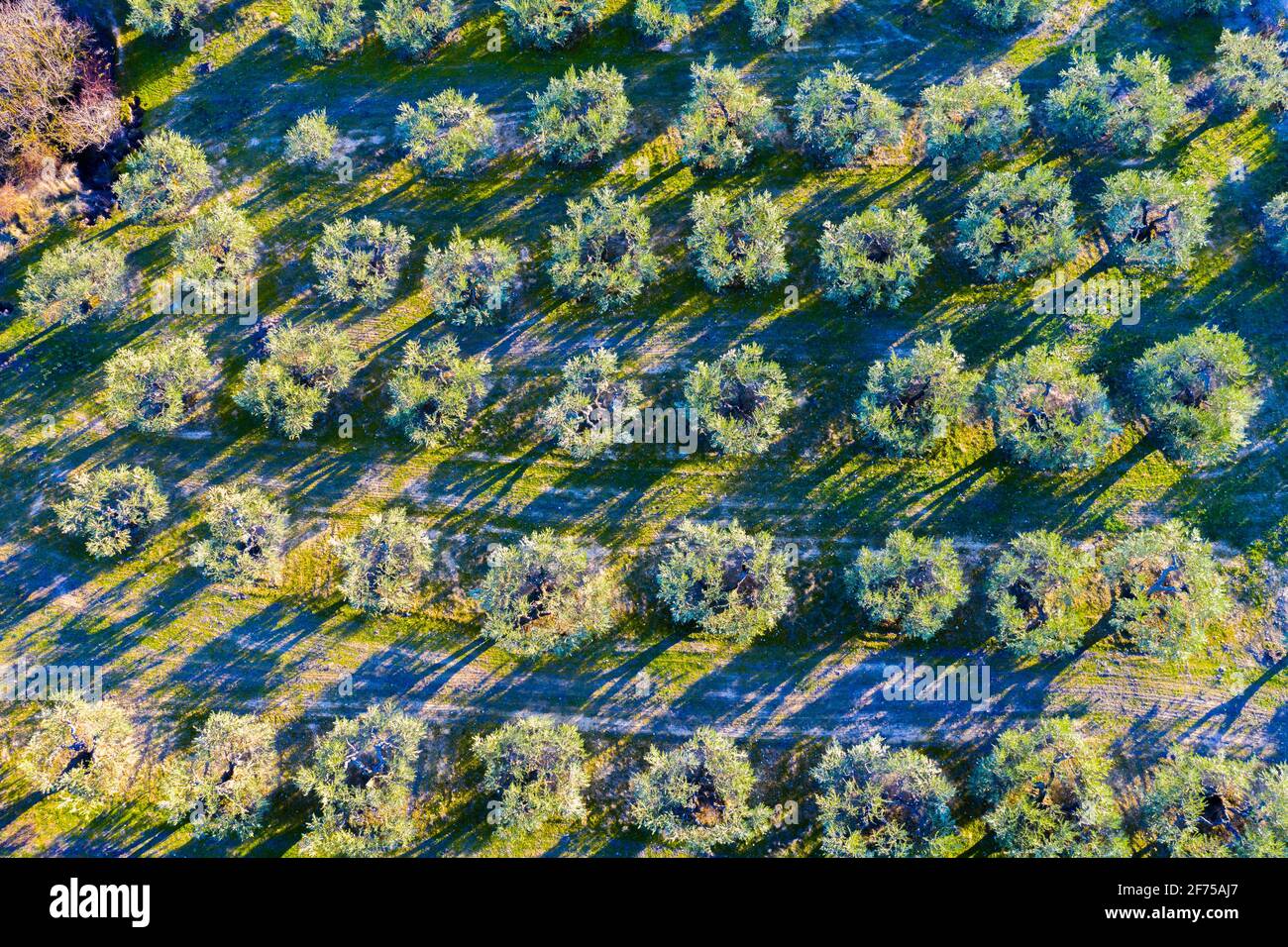 Aerial view of a farmland with olive trees. Stock Photo